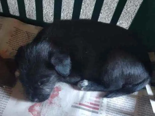 Cachorro ra a Paulistinha idade Abaixo de 2 meses nome Pretinho