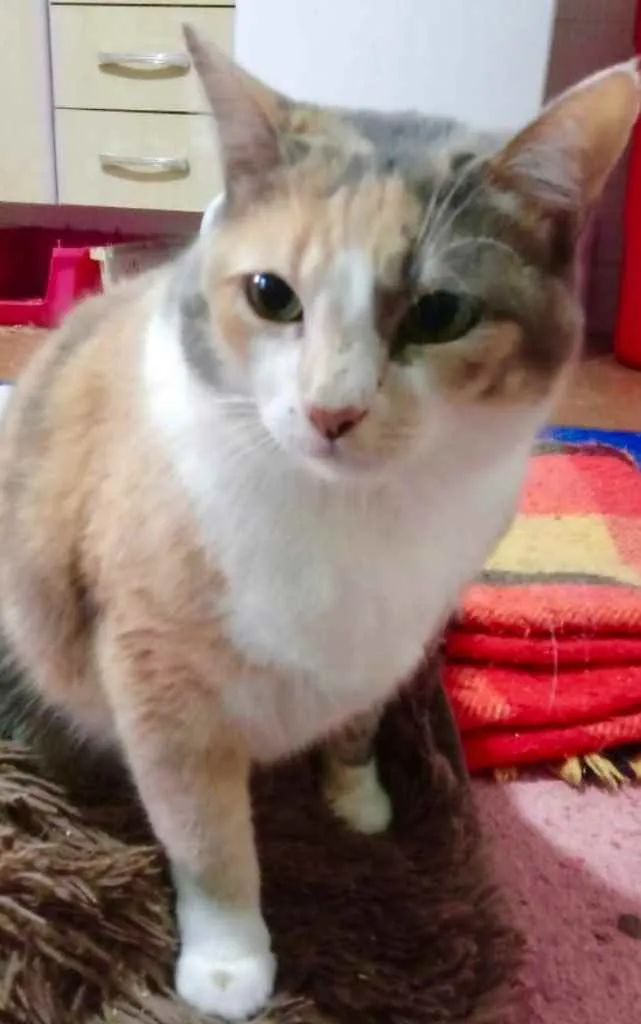 Gato raça Srd idade 1 ano nome Fumaça maravilhosa 