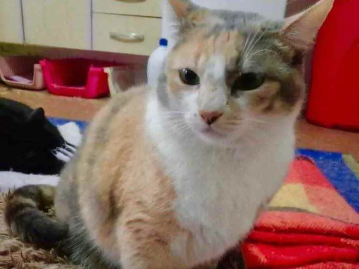 Gato raça Srd idade 1 ano nome Fumaça maravilhosa 