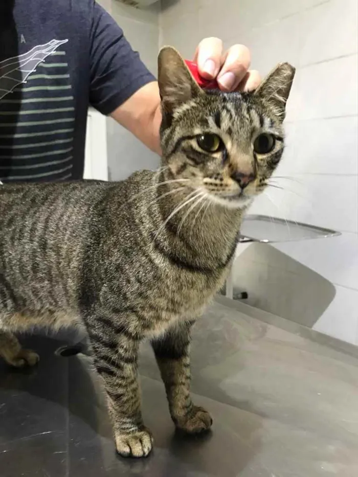 Gato raça Srd idade 1 ano nome Gucci belissimo 