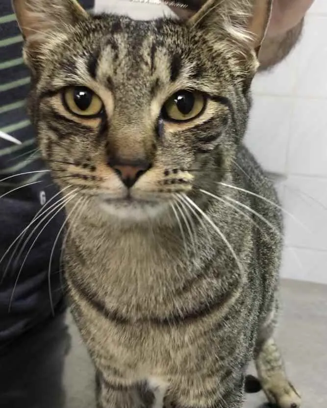 Gato raça Srd idade 1 ano nome Gucci belissimo 