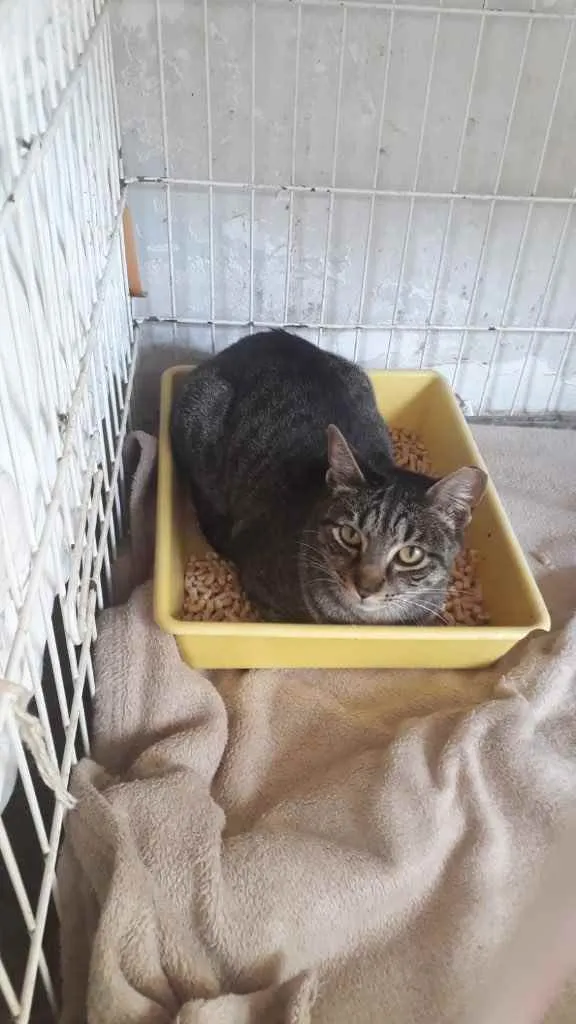 Gato raça Srd idade 1 ano nome Gucci belissimo 