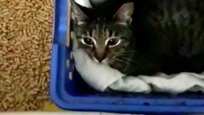 Gato raça Srd idade 1 ano nome Gucci belissimo 