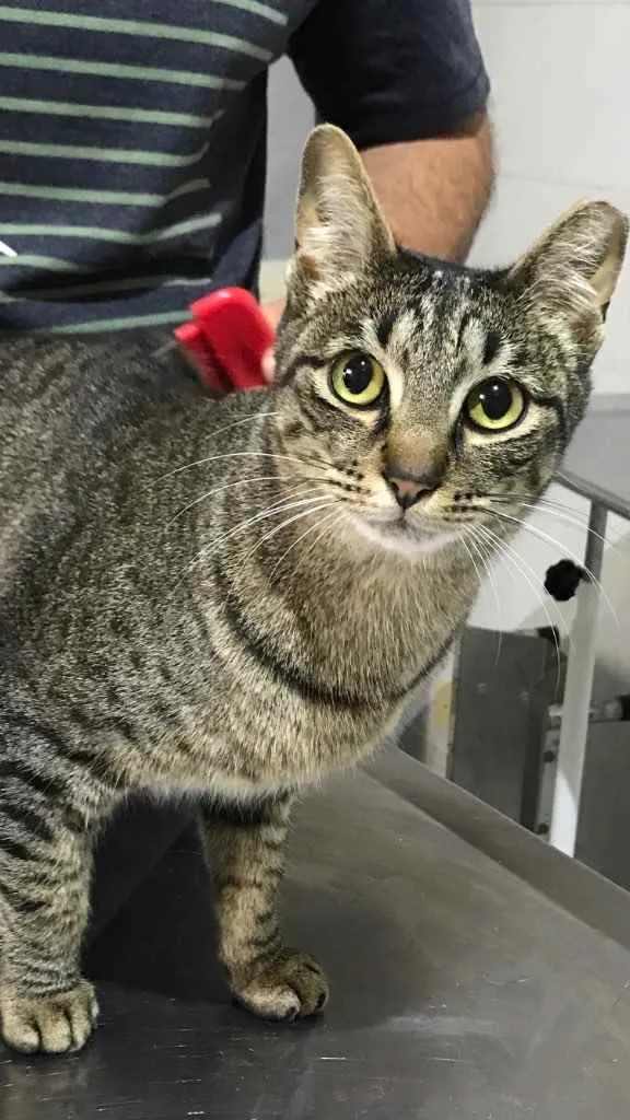 Gato raça Srd idade 1 ano nome Gucci belissimo 