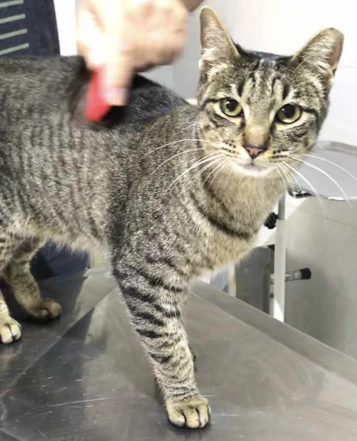 Gato raça Srd idade 1 ano nome Gucci belissimo 