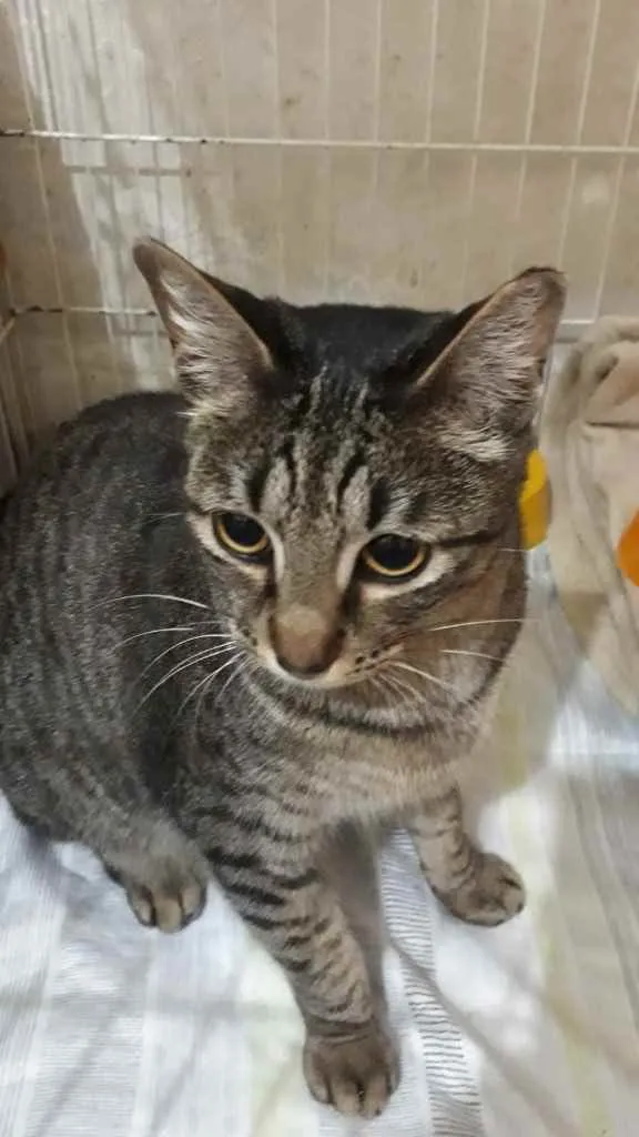 Gato raça Srd idade 1 ano nome Gucci belissimo 