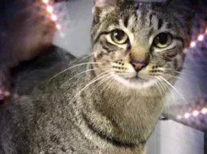 Gato raça Srd idade 1 ano nome Gucci belissimo 