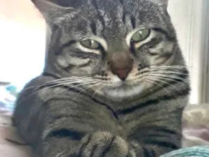 Gato raça Srd idade 1 ano nome Giorgio lindíssimo