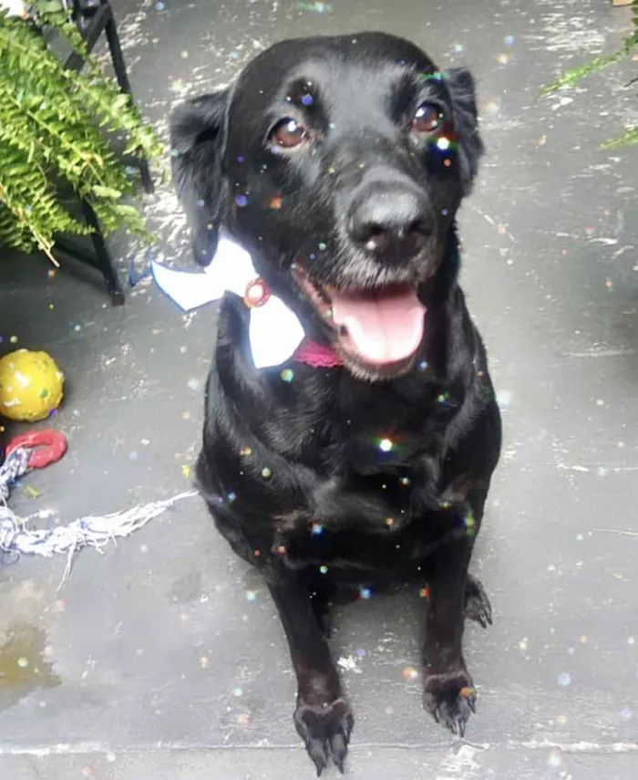 Cachorro raça Labrador mix srd idade 2 anos nome Luna Labrador mix 