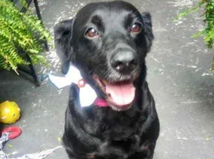 Cachorro raça Labrador mix srd idade 2 anos nome Luna Labrador mix 