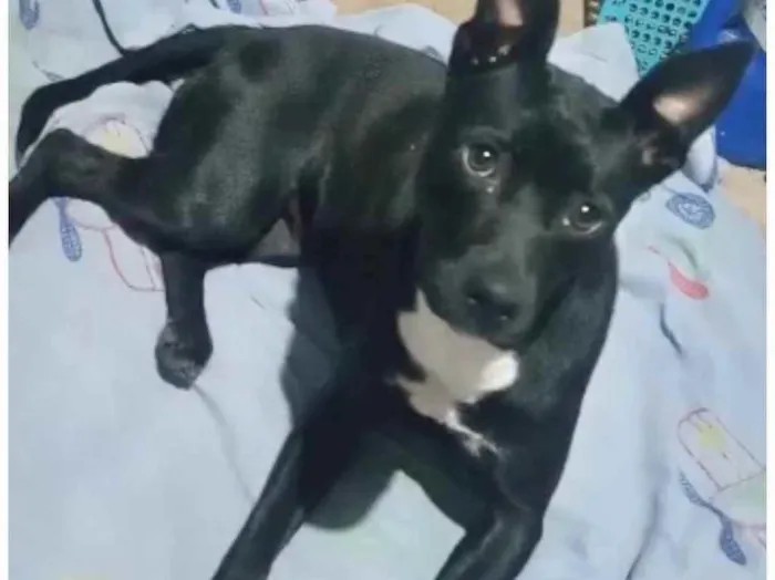 Cachorro raça Srd idade 1 ano nome Alina Linda urgente 