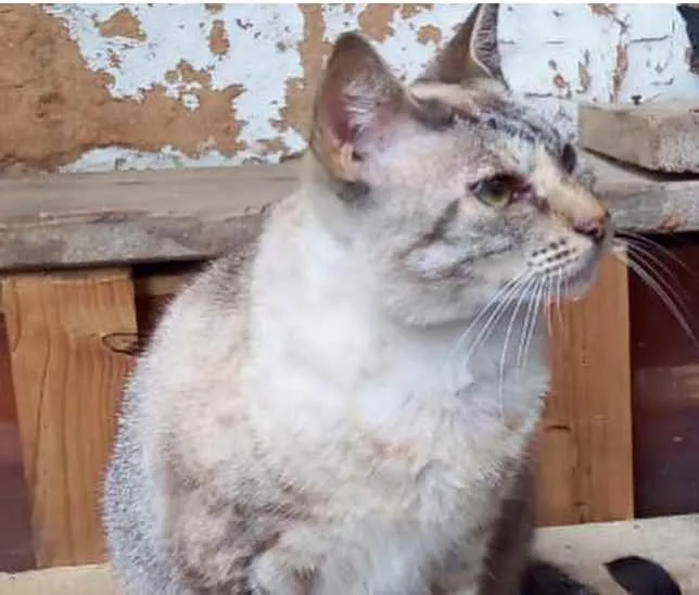 Gato raça Srd idade 1 ano nome Miss Tippy Linda 