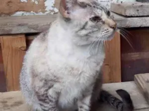 Gato raça Srd idade 1 ano nome Miss Tippy Linda 