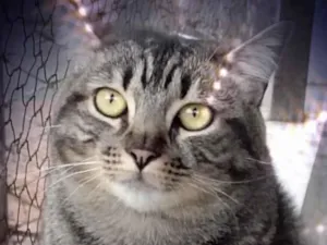 Gato raça Srd idade 1 ano nome Tom gorduchinho 