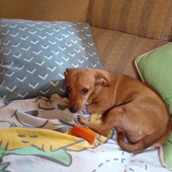 Cachorro ra a Mistura com dachshund idade 6 ou mais anos nome Luana