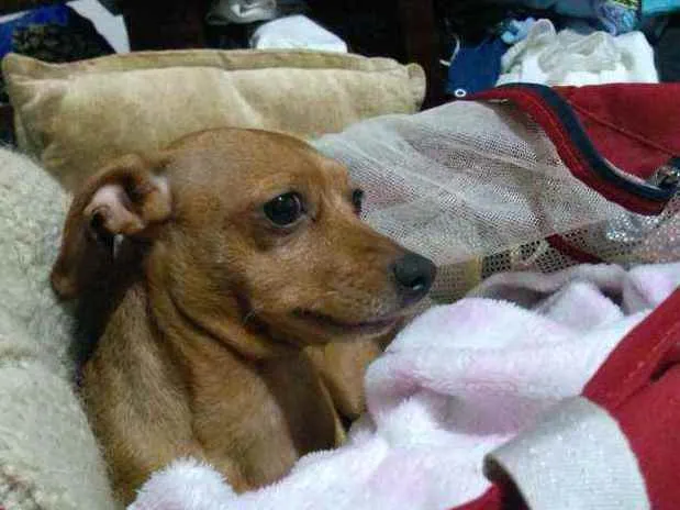 Cachorro ra a Mistura com dachshund idade 6 ou mais anos nome Luana