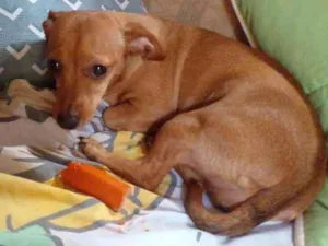 Cachorro raça Mistura com dachshund idade 6 ou mais anos nome Luana