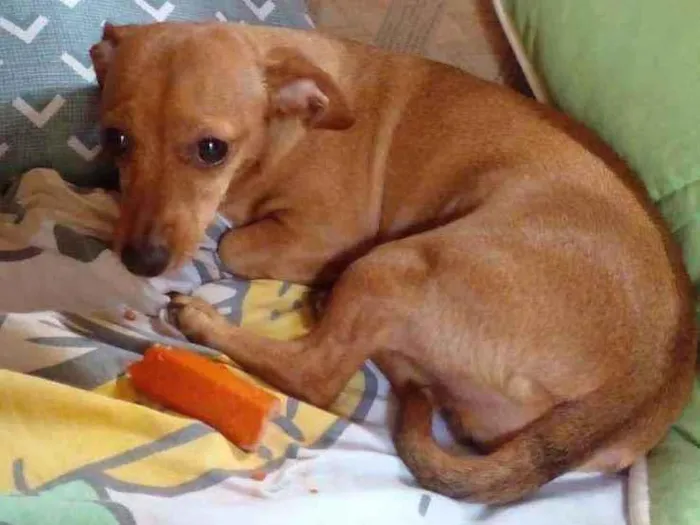 Cachorro ra a Mistura com dachshund idade 6 ou mais anos nome Luana