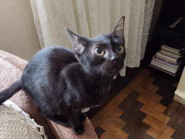 Gato ra a srd idade 2 a 6 meses nome Frida 