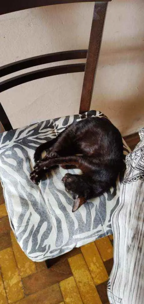 Gato ra a srd idade 2 a 6 meses nome Frida 