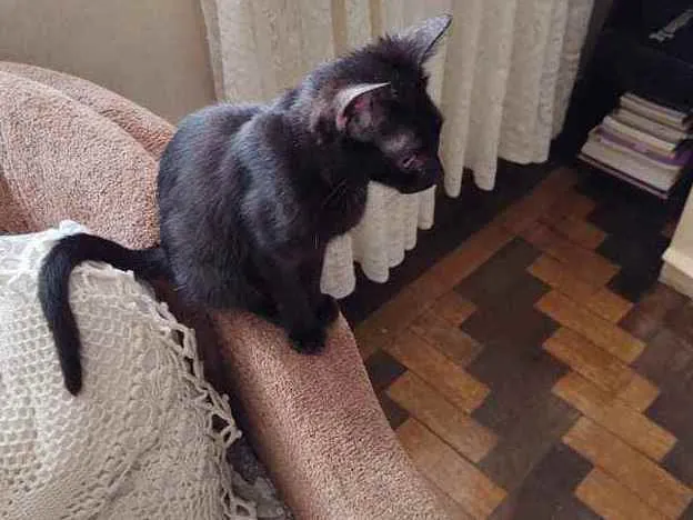 Gato ra a srd idade 2 a 6 meses nome Frida 