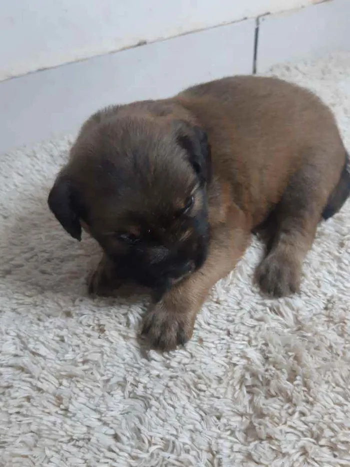 Cachorro ra a Indefinida idade Abaixo de 2 meses nome Não tem