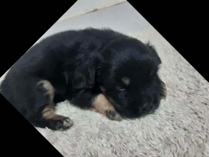 Cachorro ra a Indefinida idade Abaixo de 2 meses nome Sem nome