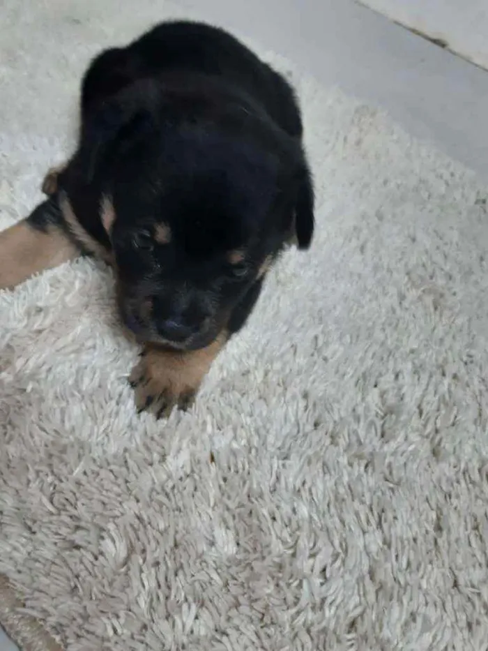 Cachorro ra a Indefinida idade Abaixo de 2 meses nome Recém nascida