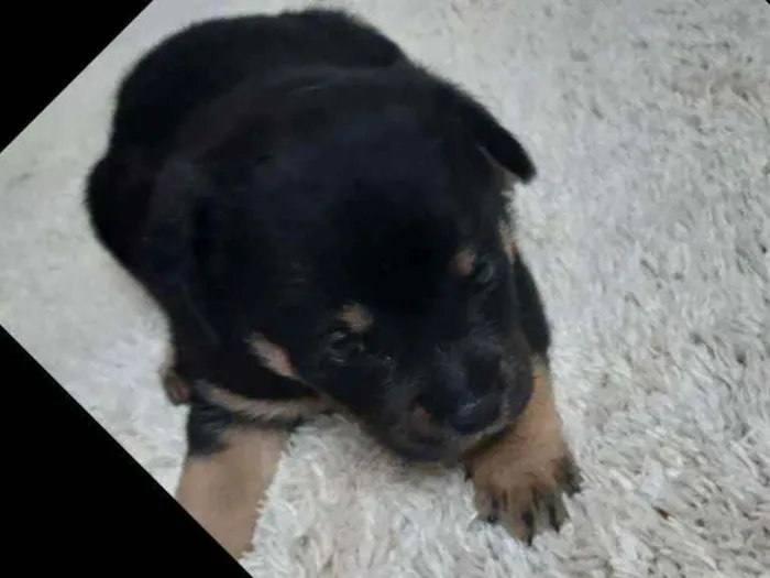 Cachorro ra a Indefinida idade Abaixo de 2 meses nome Recém nascida