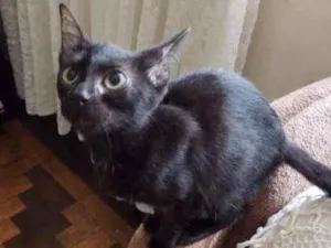 Gato raça srd idade 2 a 6 meses nome Frida 