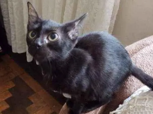 Gato ra a srd idade 2 a 6 meses nome Frida 