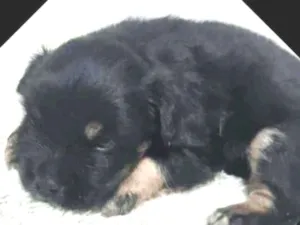 Cachorro raça Indefinida idade Abaixo de 2 meses nome Sem nome