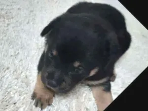 Cachorro raça Indefinida idade Abaixo de 2 meses nome Recém nascida