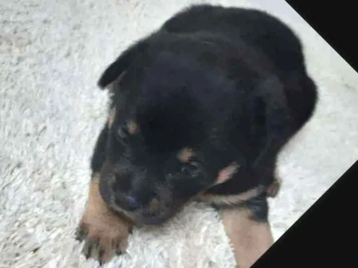 Cachorro ra a Indefinida idade Abaixo de 2 meses nome Recém nascida