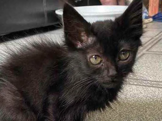 Gato raça Srd idade Abaixo de 2 meses nome Sem no e