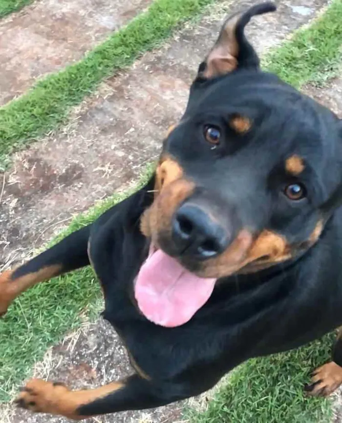 Cachorro ra a Rottweiller idade 3 anos nome Lola