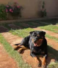 Lola
