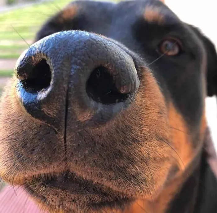 Cachorro ra a Rottweiller idade 3 anos nome Lola