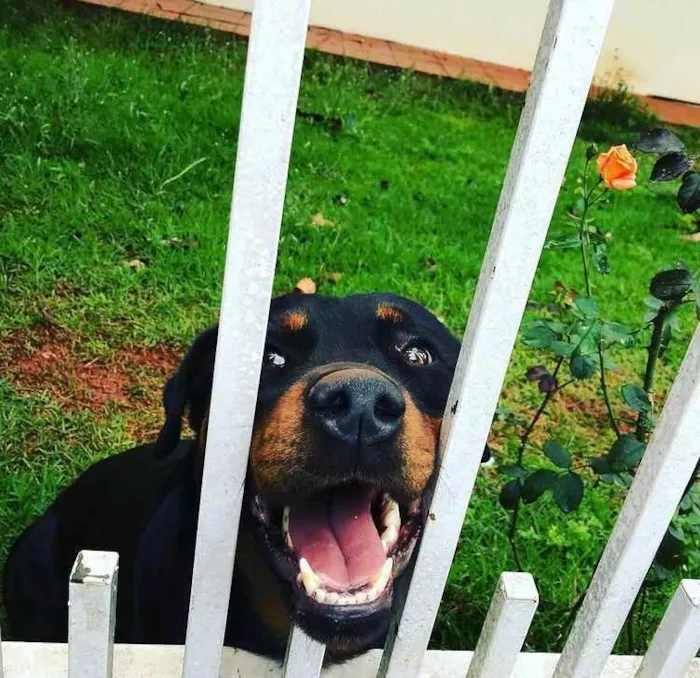 Cachorro ra a Rottweiller idade 3 anos nome Lola