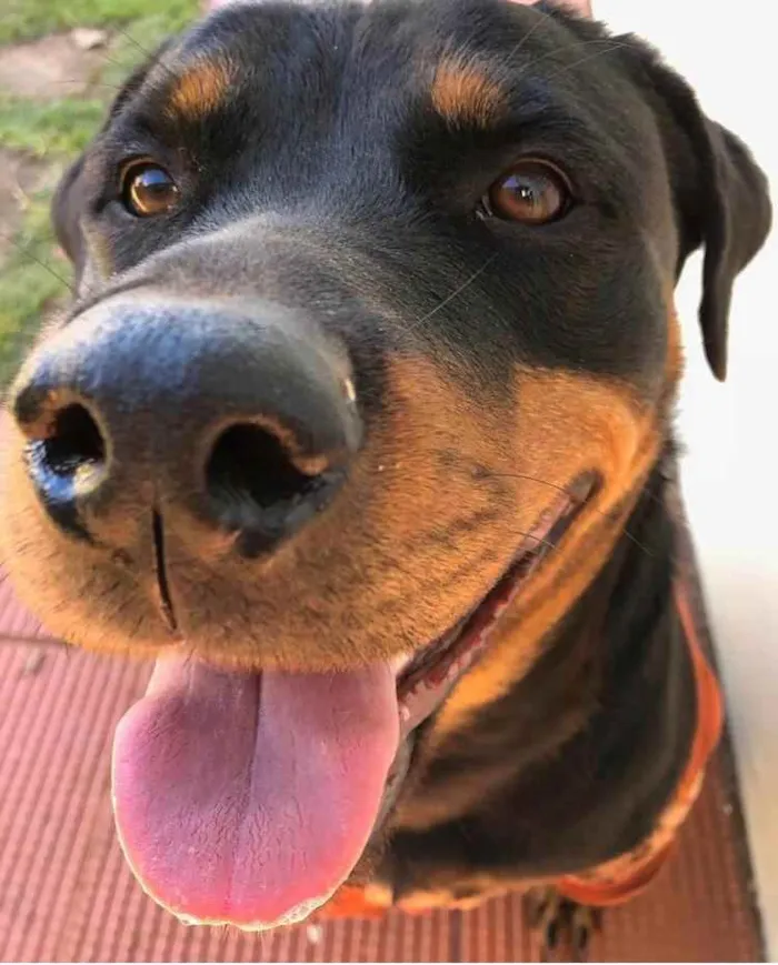 Cachorro ra a Rottweiller idade 3 anos nome Lola