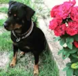 Lola
