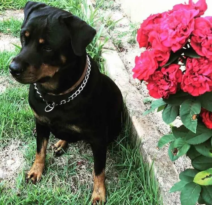 Cachorro ra a Rottweiller idade 3 anos nome Lola