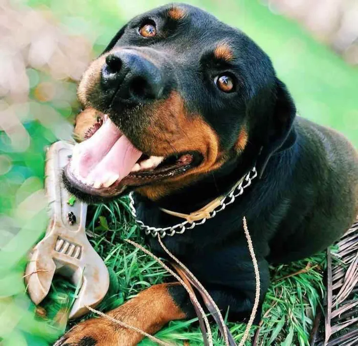 Cachorro ra a Rottweiller idade 3 anos nome Lola