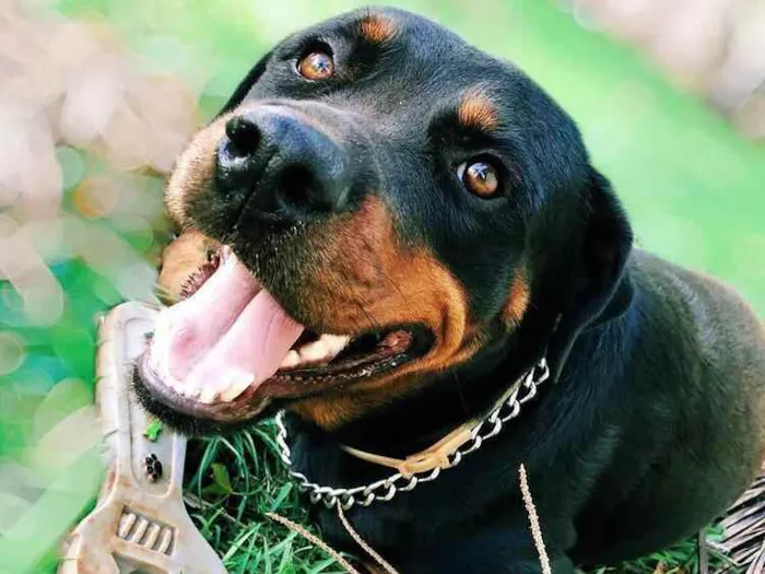 Cachorro ra a Rottweiller idade 3 anos nome Lola