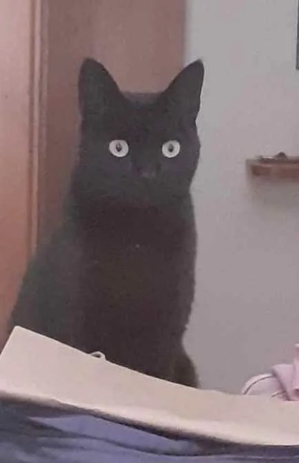 Gato ra a Srd idade 4 anos nome Sarasvati