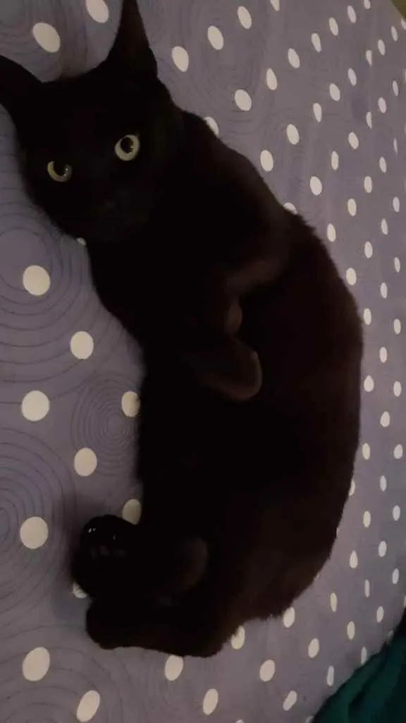 Gato ra a Srd idade 4 anos nome Sarasvati