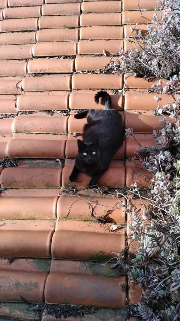 Gato ra a Srd idade 4 anos nome Kali