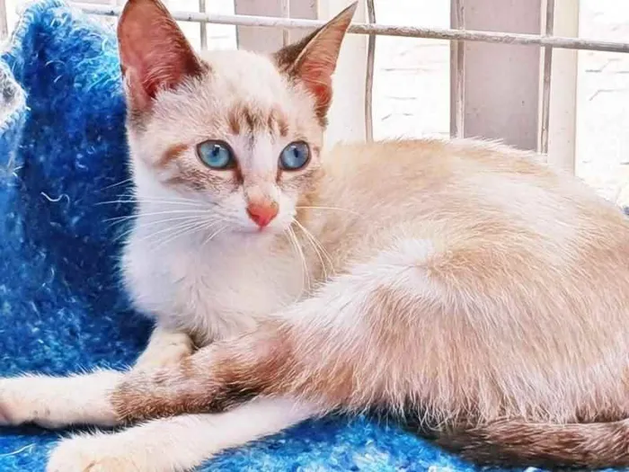 Gato raça SRD idade 2 a 6 meses nome GLEICI MIX