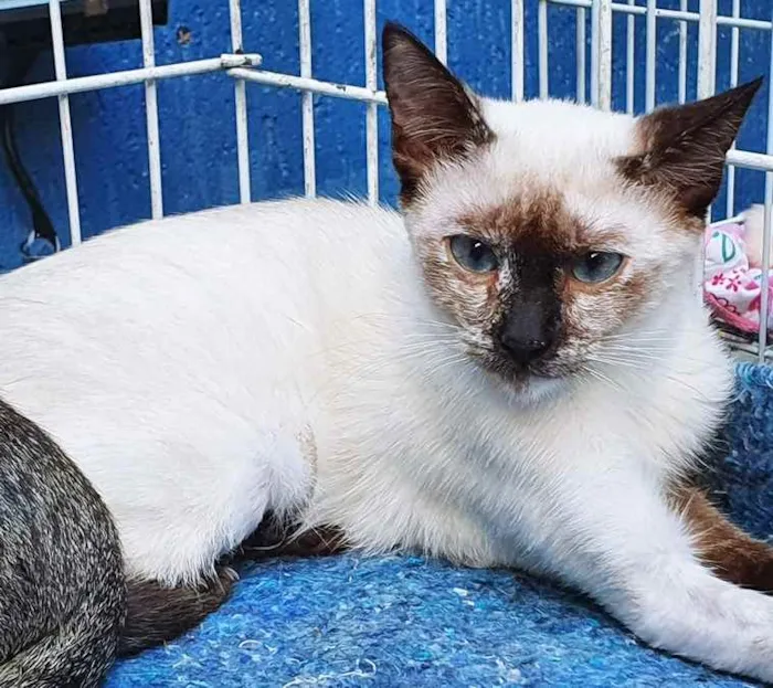 Gato raça SIAMES (MESTIÇO) idade 2 a 6 meses nome FIORELA MIX