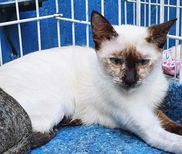 Gato raça SIAMES (MESTIÇO) idade 2 a 6 meses nome FIORELA MIX